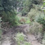 Mattewara Drain: Source of Sustainability