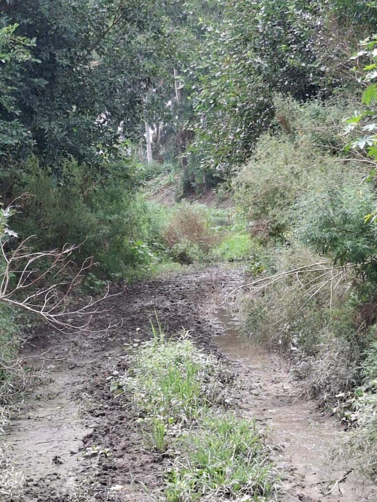 Mattewara Drain: Source of Sustainability